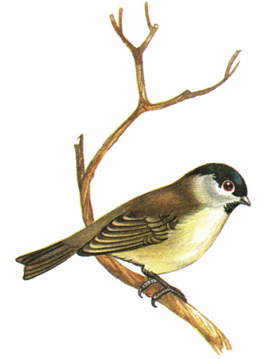 379.  - Parus palustris