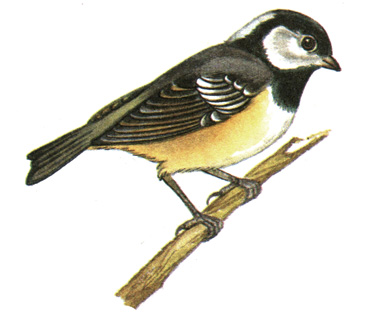 380.  - Parus ater