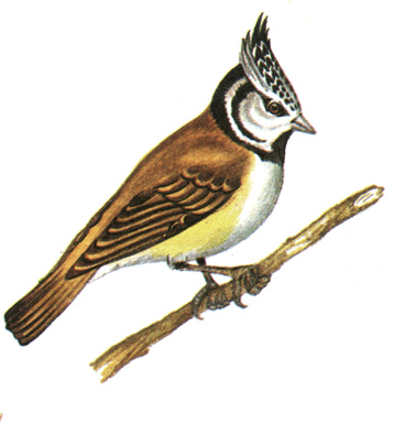 381.   - Parus cristatus