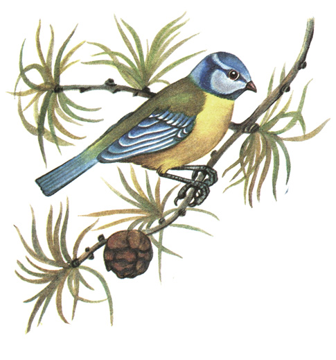 383.  - Parus caeruleus