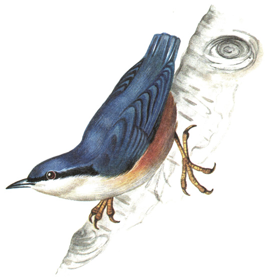 384.  - Sitta europaea