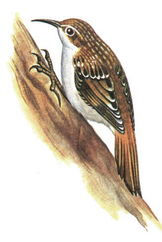 385.  - Certhia familiaris