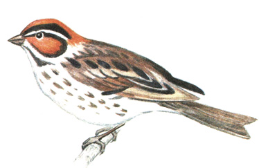 388. - - Emberiza pusilla