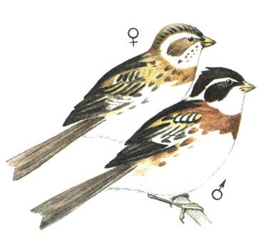 389. - - Emberiza rustica