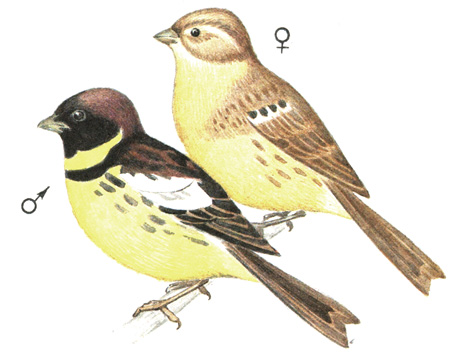 390.  - Emberiza aureola