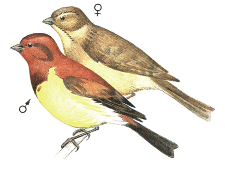 391.   - Emberiza rutila