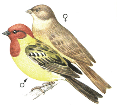 392.   - Emberiza bruniceps