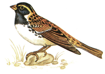 394.   - Calcarius lapponicus