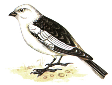 395.  - Plectrophenax nivalis