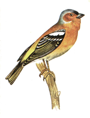 396.  - Fringilla coelebs
