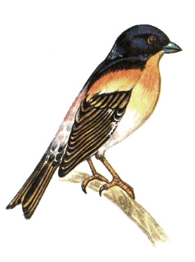 397.  - Fringilla montifringilla