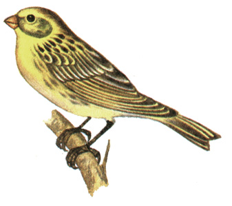 398.   - Serinus serinus