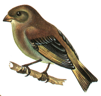 399.  - Chloris chloris