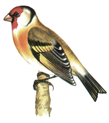 401.  - Carduelis carduelis