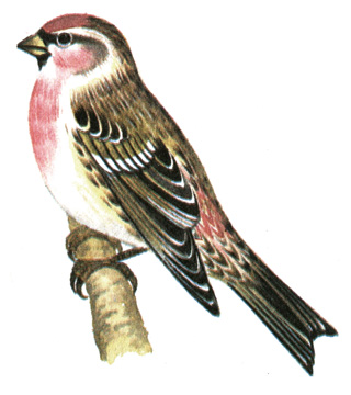 402.  - Acanthis flammea