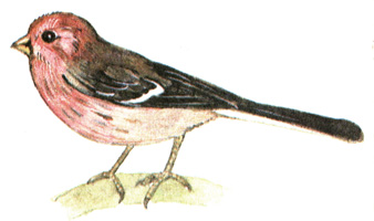 404.  - Uragus sibiricus