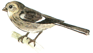 404.  - Uragus sibiricus
