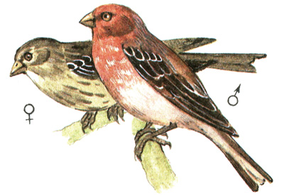 405.  - Carpodacus erythrinus