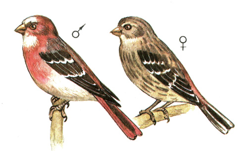 406.   - Carpodacus roseus