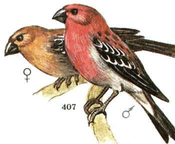 407.  - Pinicola enucleator