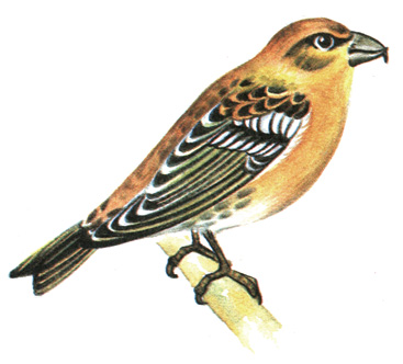 409.   - Loxia leucoptera