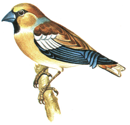 411.  - Coccothraustes coccothraustes