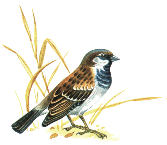 412.   - Passer domesticus