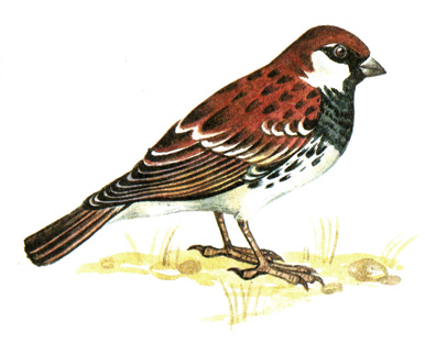 413.   - Passer hispaniolensis
