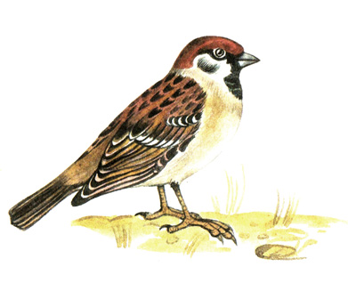 414.   - Passer montanus