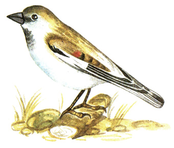 415.   - Montifringilla nivalis
