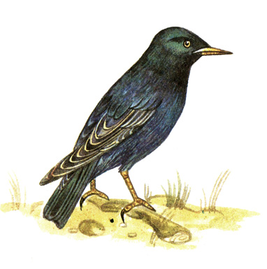 417.  - Sturnus vulgaris