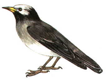 418.   - Sturnus cineraceus