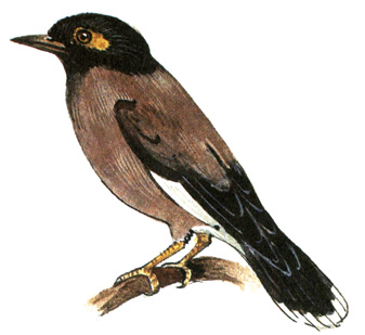 419.  - Acridotheres tristis