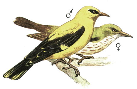 420.  - Oriolus oriolus
