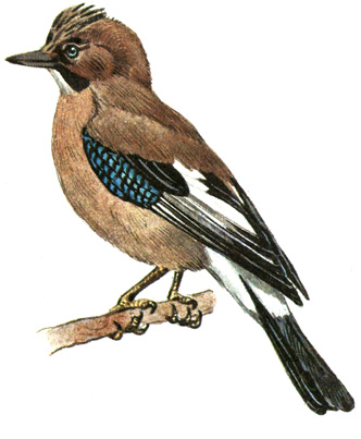 421.  - Garrulus glandarius