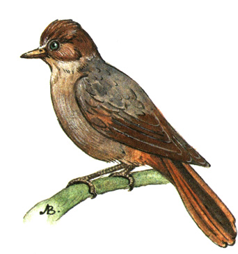 422.  - Perisoreus infaustus