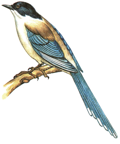 423.   - Cyanopica cyanus