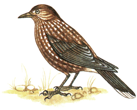 425.  - Nucifraga caryocatactes