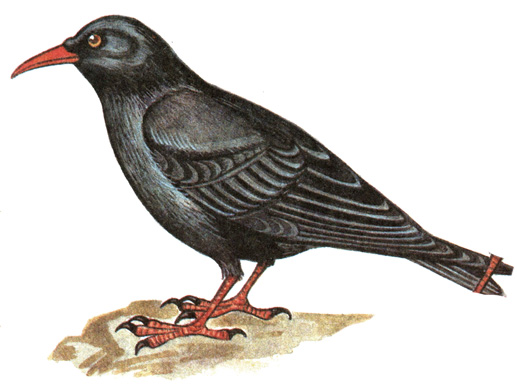 426.  - Pyrrhocorax pyrrhocorax