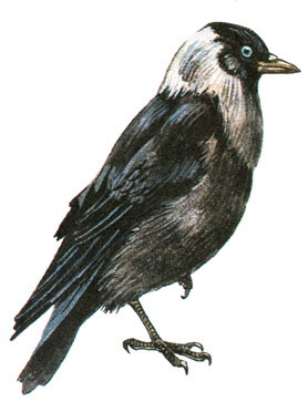 428.  - Corvus monedula