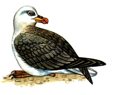433.  - Fulmarus glacialis