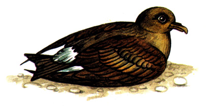 434.   - Oceanodroma leucorrhoa