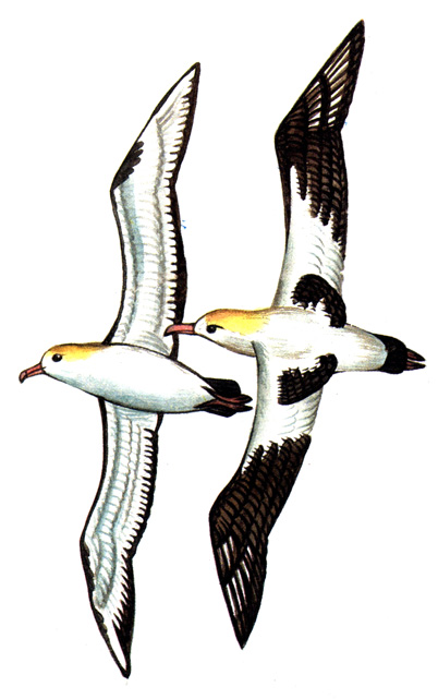 435.   - Diomedea albatrus
