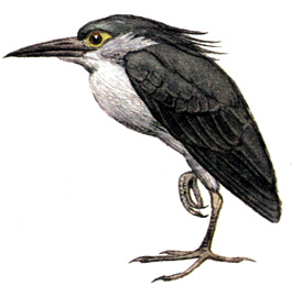 438.   - Butorides striatus