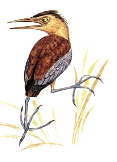 439.   - Ixobrychus eurythmus