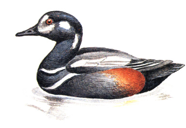 444.  - Histrionicus histrionicus