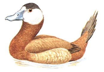 445.  - Oxyura leucocephala