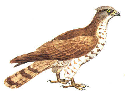 446.   - Pernis ptilorhynchus