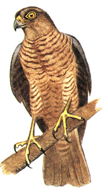447.  - Accipites badius