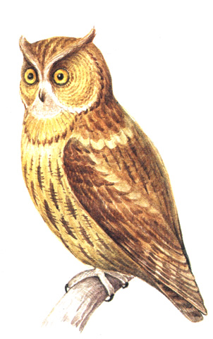 449.   - Otus bakkamoena